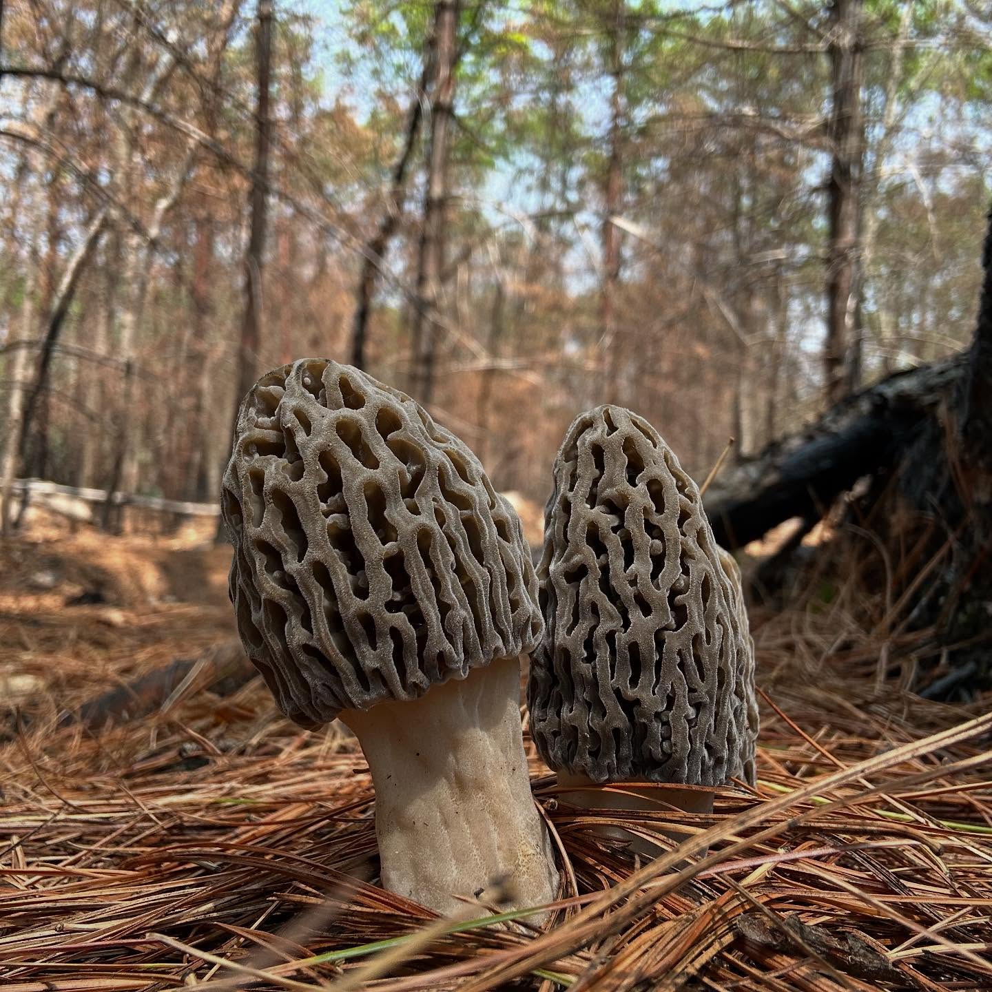 The Mushroom Shop x NuMarket